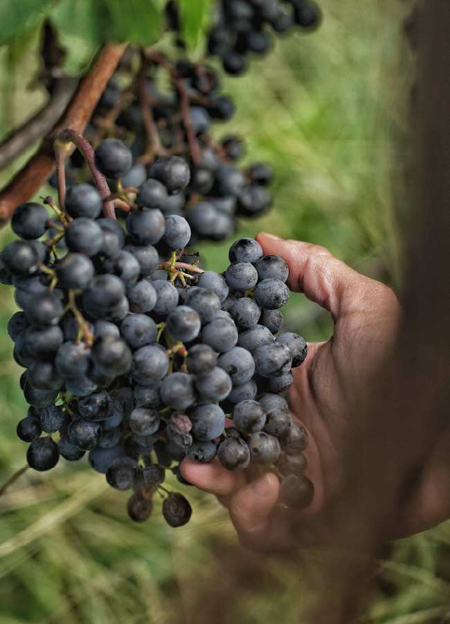 carrusel_historia- 10