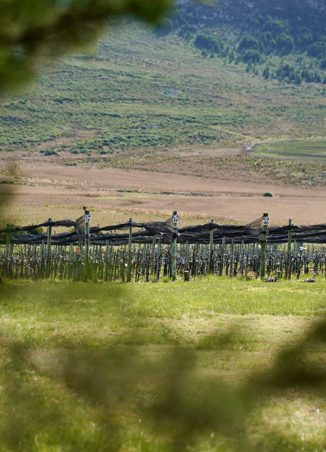 carrusel_historia- 18